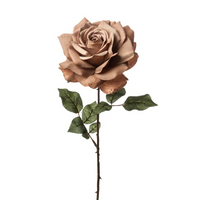 Rosa Madonna