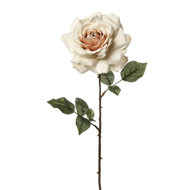 Rosa Madonna