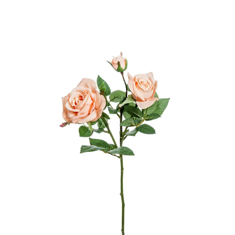Rosa Hamilton 3 fiori in tre colori