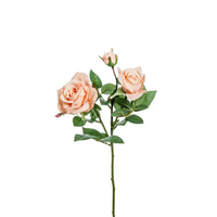 Rosa Hamilton 3 fiori in tre colori