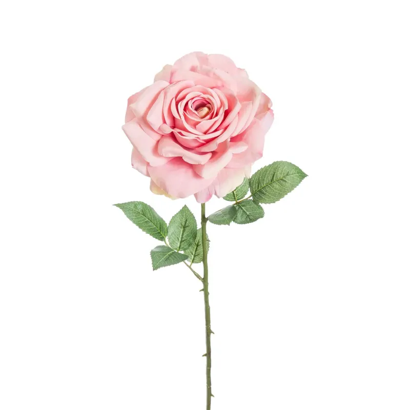Rosa Madonna colore rosa