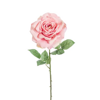 Rosa Madonna colore rosa