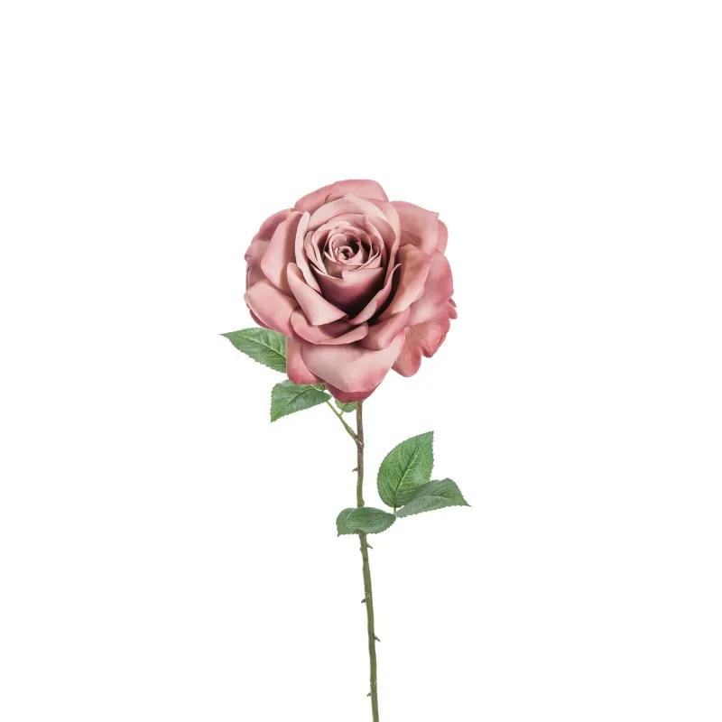 Rosa Madonna colore rosa
