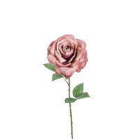 Rosa Madonna colore rosa