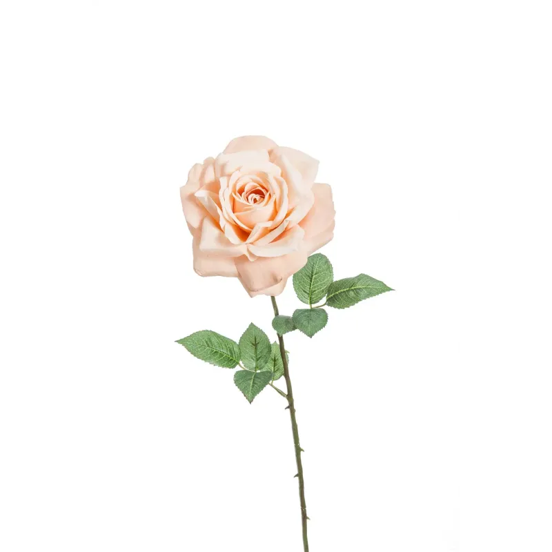 Rosa Madonna colore rosa