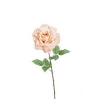 Rosa Madonna colore rosa