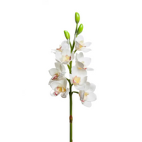 Orchidea 8 fiori e 3 boccioli