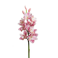 Orchidea 8 fiori e 3 boccioli