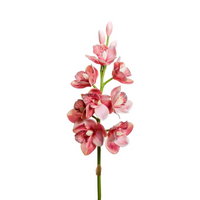 Orchidea 8 fiori e 3 boccioli