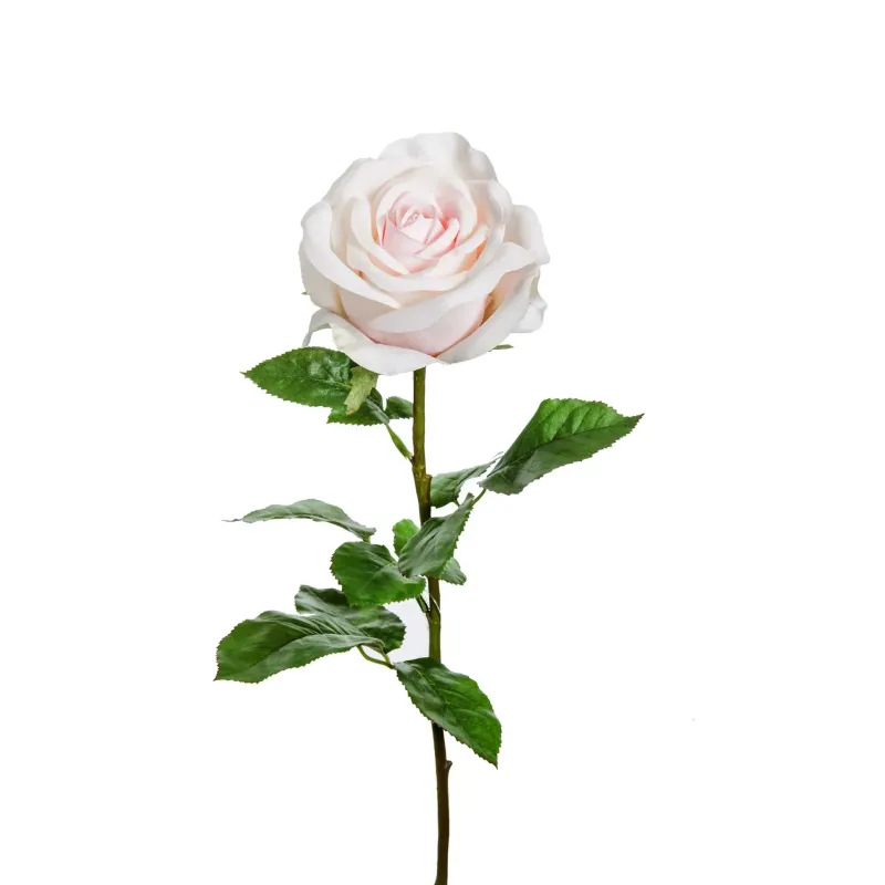 Rosa Elisa in tre colori