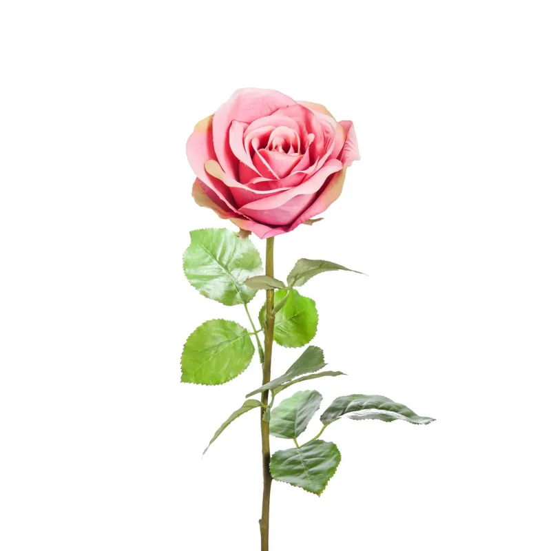 Rosa Elisa in tre colori