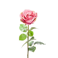 Rosa Elisa in tre colori