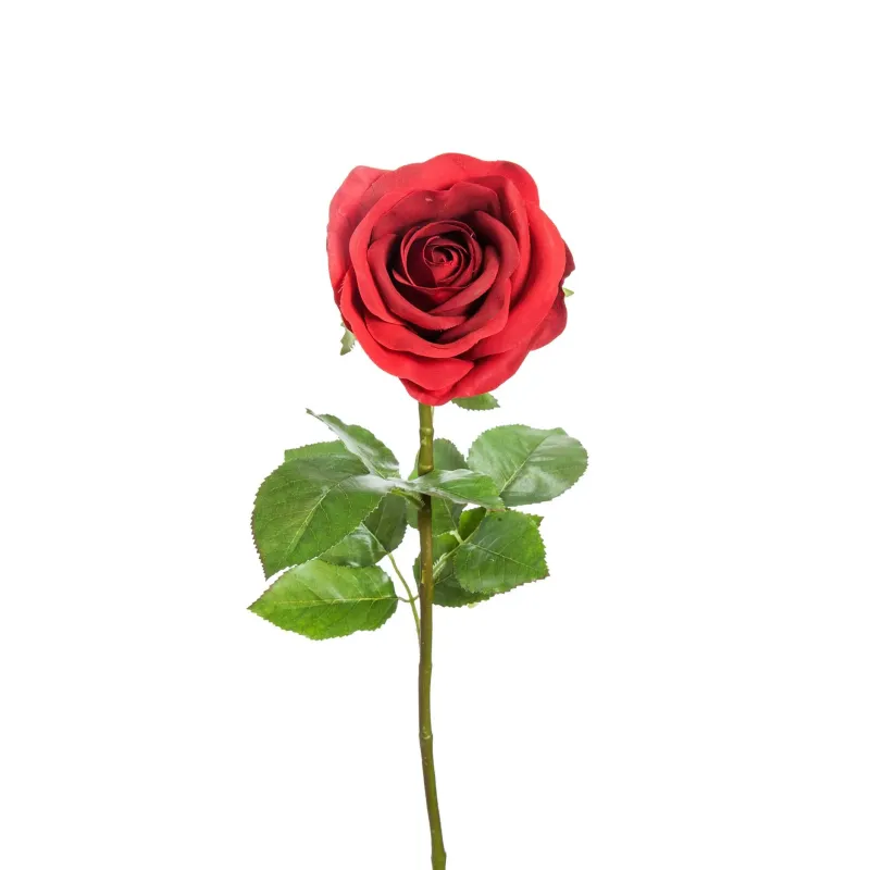 Rosa Elisa in tre colori
