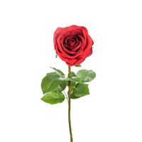 Rosa Elisa in tre colori
