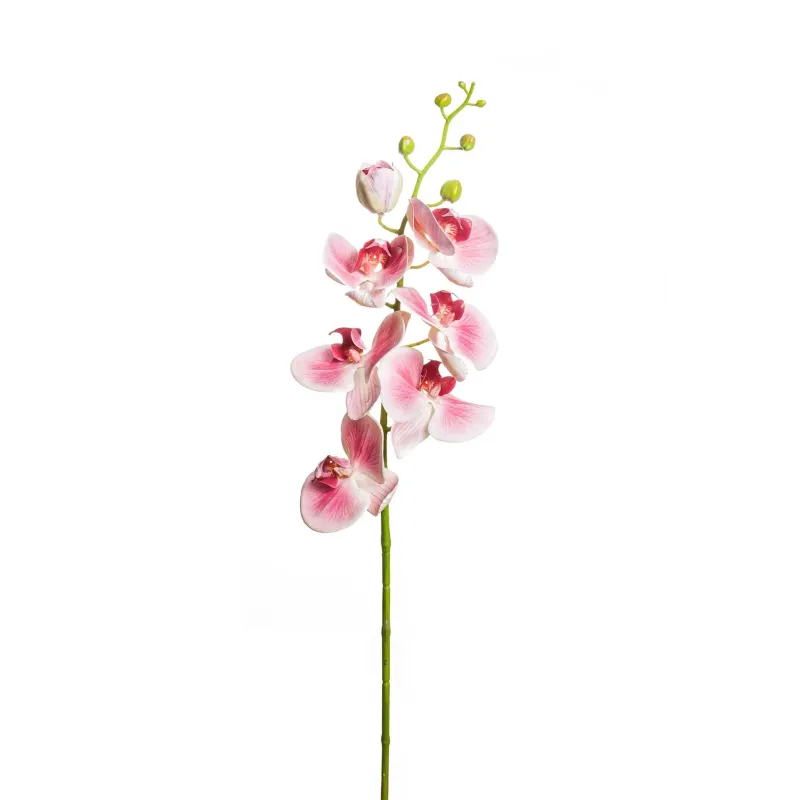 Orchidea Phalaenopsis lusso