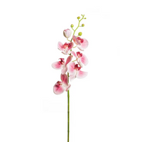 Orchidea Phalaenopsis lusso