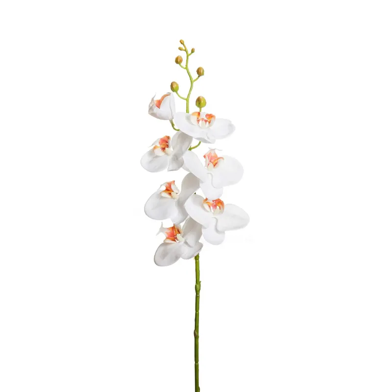 Orchidea Phalaenopsis lusso