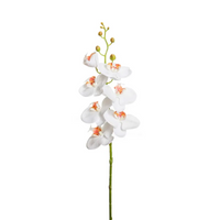 Orchidea Phalaenopsis lusso