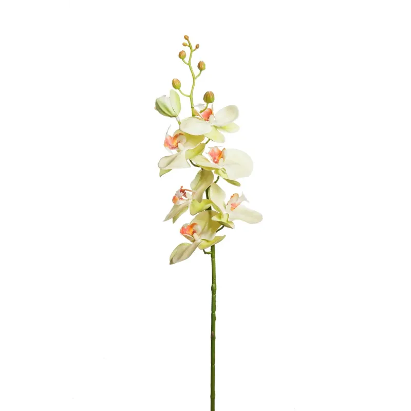 Orchidea Phalaenopsis lusso