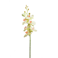 Orchidea Phalaenopsis lusso