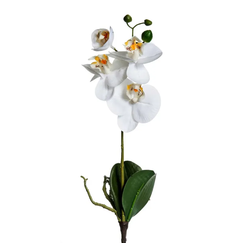 Tralcio Orchidea Phalaenopsis nelle dovute misure