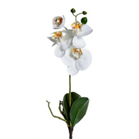 Tralcio Orchidea Phalaenopsis nelle dovute misure