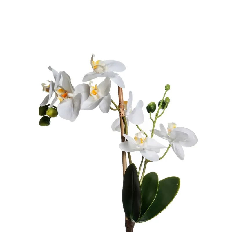 Tralcio Orchidea Phalaenopsis nelle dovute misure