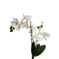 Tralcio Orchidea Phalaenopsis nelle dovute misure