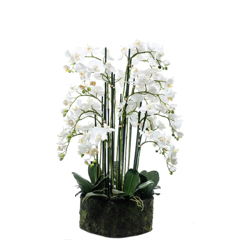 Pianta Orchidea Phalaenopsis naturale