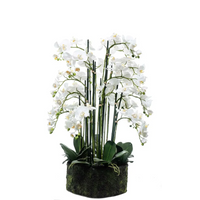 Pianta Orchidea Phalaenopsis naturale