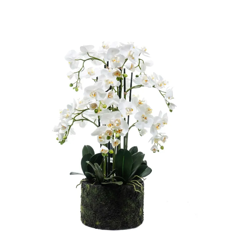 Pianta Orchidea Phalaenopsis naturale