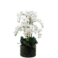 Pianta Orchidea Phalaenopsis naturale