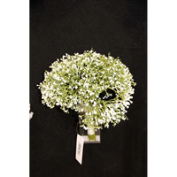 Bouquet Gypsophila Lusso