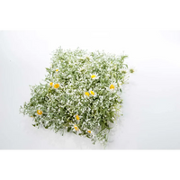 Mattonella Margherite cm 25x25
