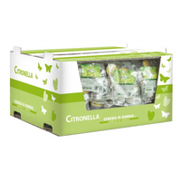 12 Tealight alla Citronella