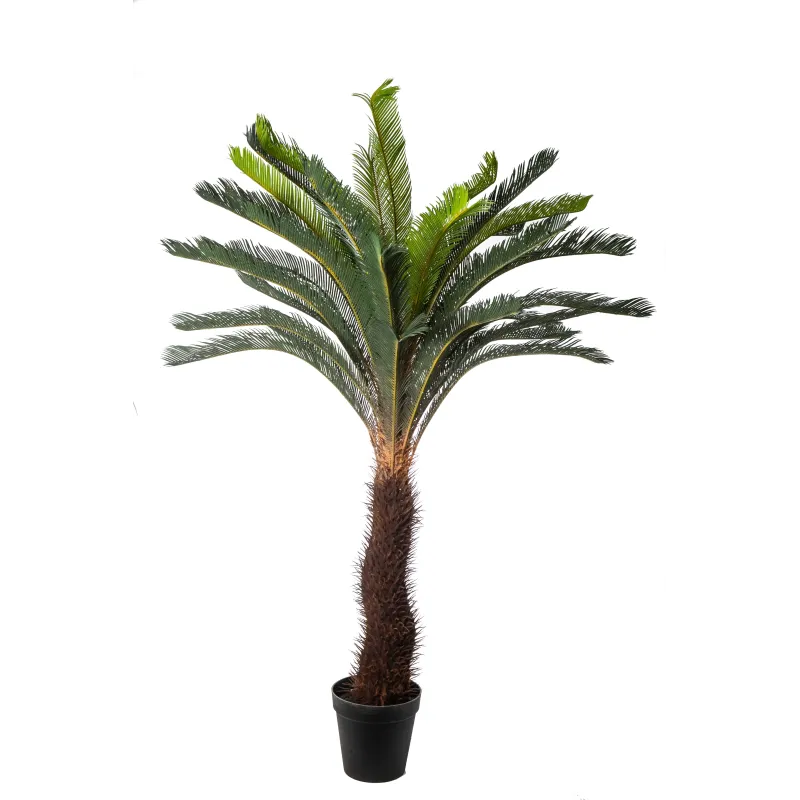 Pianta Cycas Cm 190