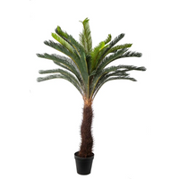 Pianta Cycas Cm 190