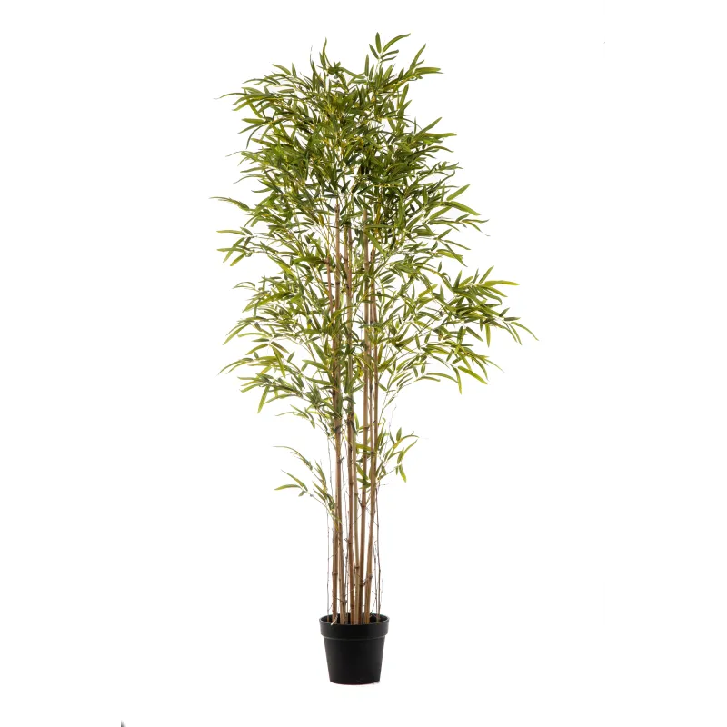 Pianta Bamboo Cm 240