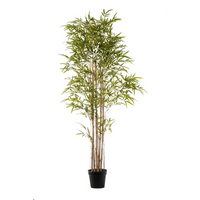 Pianta Bamboo Cm 240
