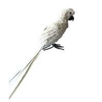 Pappagallo Bianco coda lunga