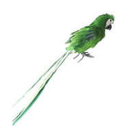 Pappagallo Verde piccolo