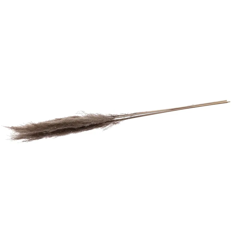 Pampas Lunghe 115 Cm