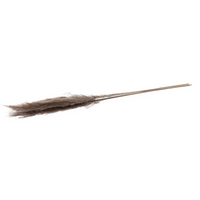 Pampas Lunghe 115 Cm