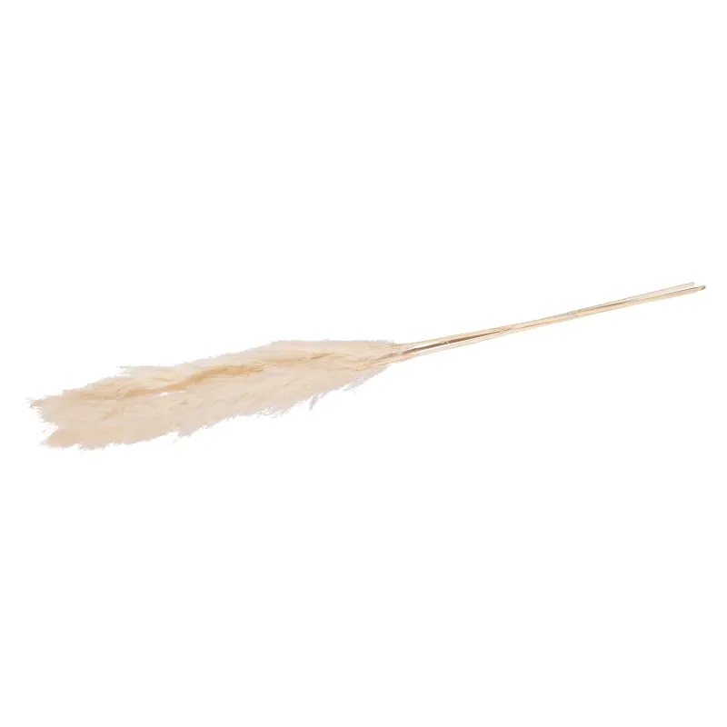 Pampas Lunghe 115 Cm