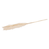 Pampas Lunghe 115 Cm