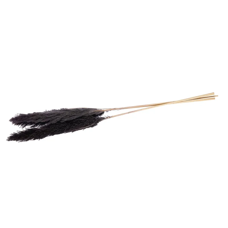 Pampas Lunghe 115 Cm