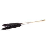 Pampas Lunghe 115 Cm