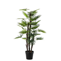 Pianta Palma Phoenix con 30 Foglie H 120 Cm