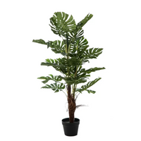Pianta Filodendro con 24 Foglie H 120 Cm