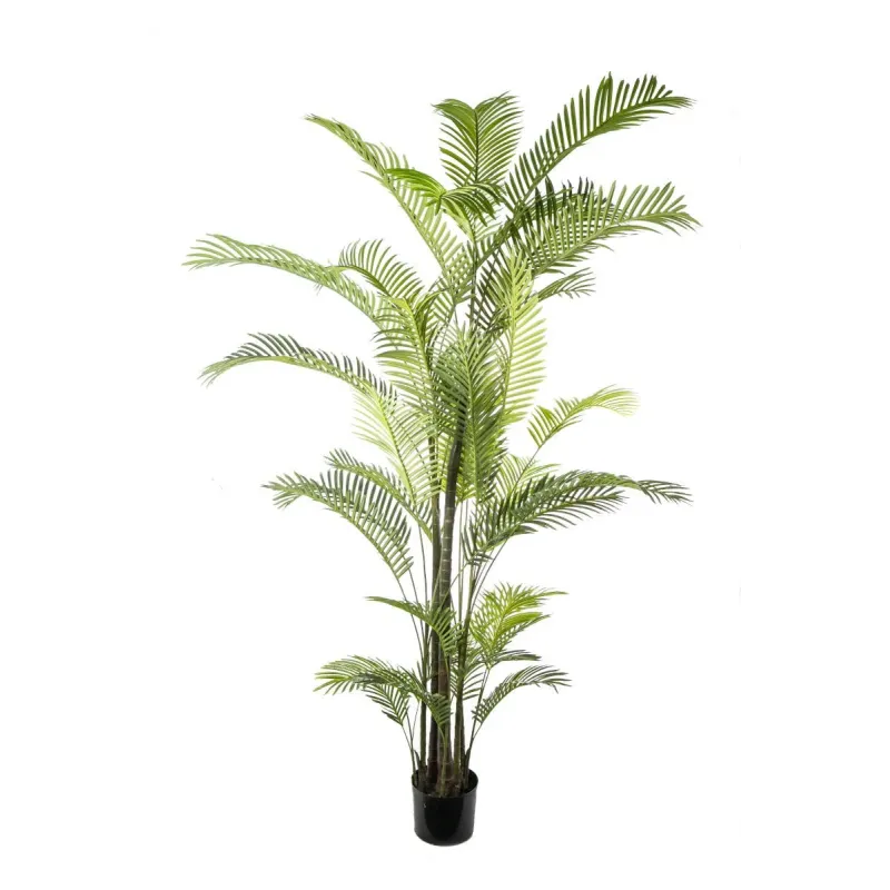 Pianta Areca con 36 Foglie H 270 Cm
